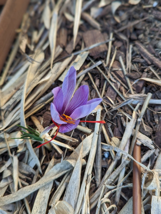 Saffron Crocus Corms